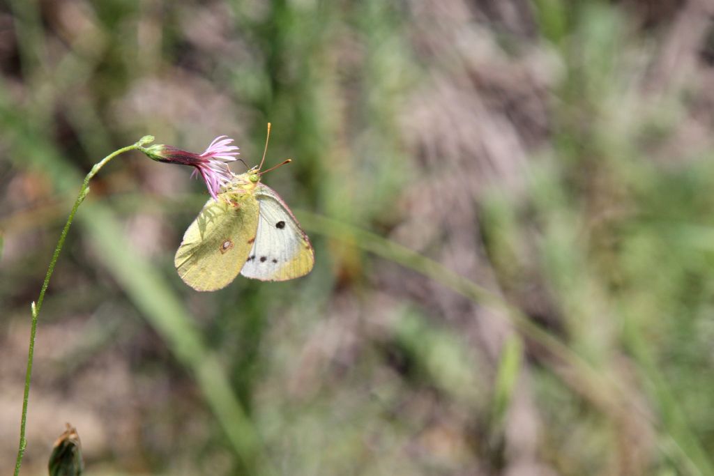 Potrebbe essere la Colias yale?